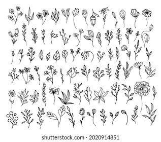 Vector organic herbs. Set with herbs, flowers, Ayurvedic plants, twigs. Design of logos, fabrics, dishes, and clothing. Minimalistic elements for the design of greeting cards, invitations.Organic herb