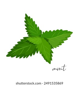 Vektorgrafik Bio-Minzblätter isoliert auf weißem Hintergrund.