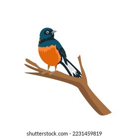 Vector of oriental magpie robin bird design on white background. Easy editable layered vector illustration.