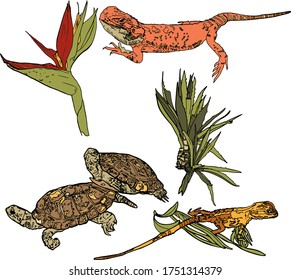 Ilustración vectorial de estilo oriental de chitas, flores tropicales aisladas de fondo blanco. Para imprimir en envases, tarjetas, ropa, espacios en blanco para diseñadores