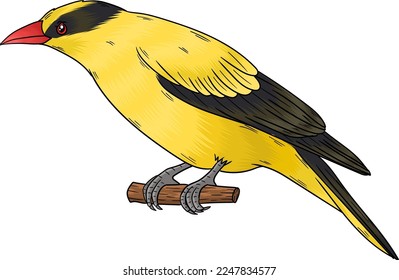 vector oriola bird, this bird has a beautiful yellow color