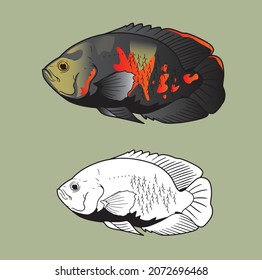 Vector Oscar Predator Fish Illustration