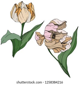 Vector Otrange and white tulip engraved ink art. Floral botanical flower. Wild spring leaf wildflower isolated. Isolated tulip illustration element.
