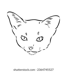 Vector outline Abyssinian Cat in black color. abyssinian cat vector sketch