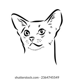 Vector outline Abyssinian Cat in black color. abyssinian cat vector sketch