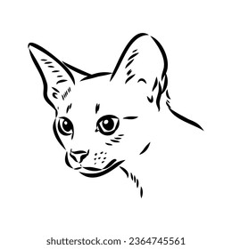 El gato abissiniano de contorno vectorial en color negro. boceto de vector de gato abysiniano