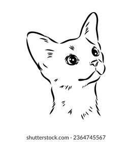 Vector outline Abyssinian Cat in black color. abyssinian cat vector sketch