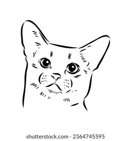Vector outline Abyssinian Cat in black color. abyssinian cat vector sketch