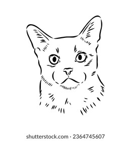 Vector outline Abyssinian Cat in black color. abyssinian cat vector sketch