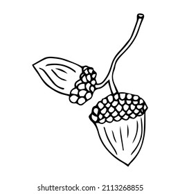 Vector outline Acorn illustration, black lined icon isolated on white background.