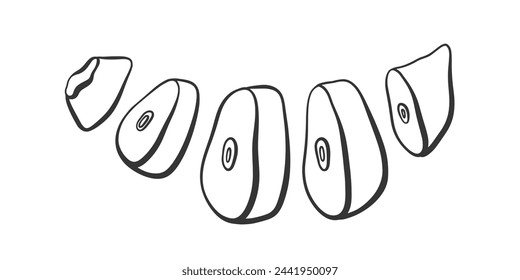 Vector outline chopped garlic. Cut garlic cloves illustration. Condiment and spicy ingredient for cooking.