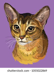 Vector outline colorful portrait of curious Abyssinian Cat in orange and brown colors. Hand drawing illustration isolated on purple background