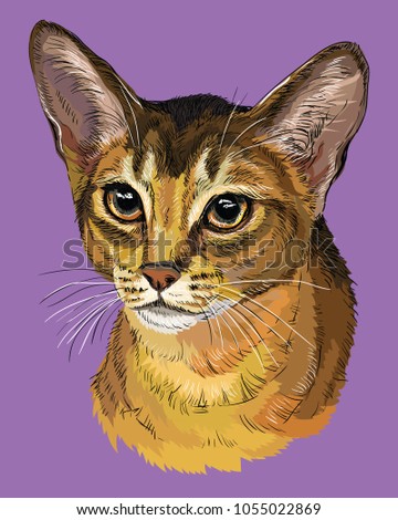 Vector outline colorful portrait of curious Abyssinian Cat in orange and brown colors. Hand drawing illustration isolated on purple background