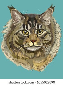 Vector outline colorful portrait of  fluffy and angry Maine Coon Cat in black, brown and grey colors. Hand drawing illustration isolated on turquoise background