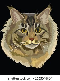 Vector outline colorful portrait of fluffy and angry Maine Coon Cat in black, white and grey colors. Illustration isolated on black background