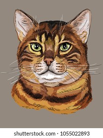 Vector outline colorful portrait of tabby curious Bengal Cat in black, orange and brown colors. Hand drawing illustration isolated on grey background
