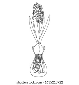 Vector outline decorative  flowers hyacinth isolated on white background. Floral elements for spring design and coloring book. hyacinth with the bulb. Doodle hand draw. 