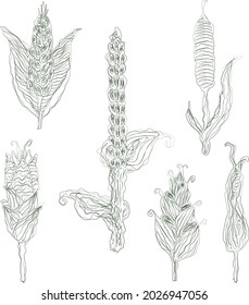 Dibujos de doodle de contorno vectorial de varios oídos decorativos de maíz 