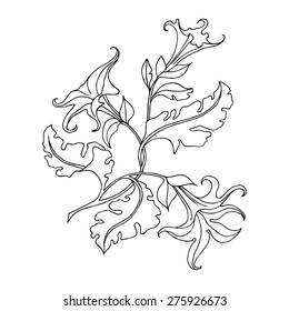 vector outline drawing flower, Black and white flower