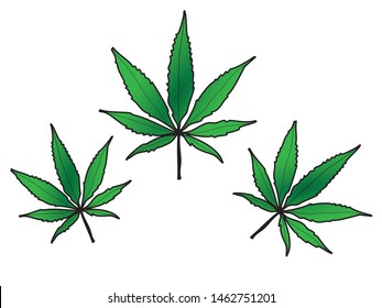 vector outline drawing Fresh marijuana leaves.