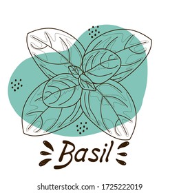Vector outline drawing of handmade basil sprigs on a white isolated background. Basil line, sketch. Registration of cards, menus, banners, printing on fabric, covers