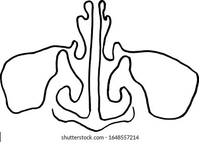 vector outline drawing of maxillary sinus (nose) suffering from coronavirus or covid-19 virus. Medical design template