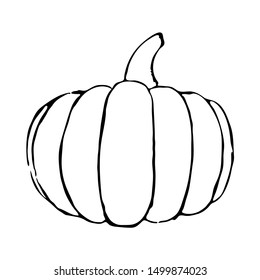 Vector outline drawing of pumpkin. Hand drawn sketch of garden vegetable. Doodle illustration of seasonal autumn crop harvesting. Isolated contour image
