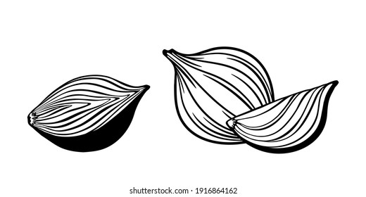 Vector outline drawing of sliced onion isolated on white background. 