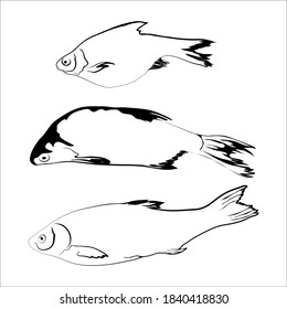 Vector outline drawing of three river fish. Broodling, ide, roach. Isolated on white background, sketch.