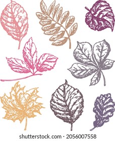 Vector outline drawings of set autumn leaves various deciduous trees
