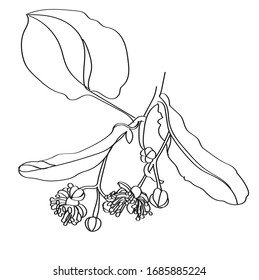Vector outline drawn linden flower illustration. Vector lime tree flower sketch. Botanical drawing