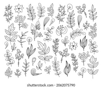 Vector outline floral set with plants and flowers 