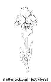 Vector outline flower iris, branch and leaves. Isolated on white background.  Hand drawn. Doodle style. For floral design, prints, greeting card, textiles, invitations. Stock illustration.