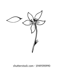 Vector outline, flower and leaves in black isolated on white background. Flora for postcards.