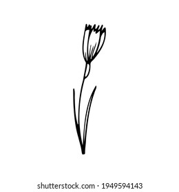 Vector outline, flower and leaves in black isolated on white background. Flora for postcards.