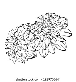 Vector outline flowers of dahlia. Black and white line illustration of dahlia flowers on a white background. Flower isolated on white.