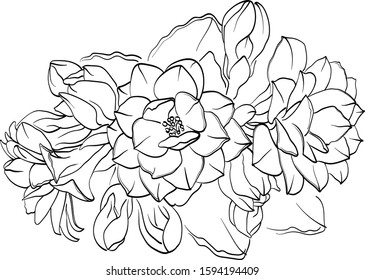 Vector outline flowers of 
kalanchoe. Black and white line illustration of kalanchoe flowers on a white background. Flower isolated on white.