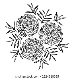 Vektorgrafik-Blumen von Tageten. Schwarz-Weiß-Illustration 
Osterblumen auf weißem Hintergrund. Blume einzeln auf Weiß.