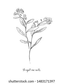 Vector outline Forget me not or Myosotis flower, bud, leaves and bunch in black isolated on white background. Wild plant Forget me not in contour style for spring design and coloring book.