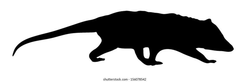 Vector outline of a Four-eyed Opossum