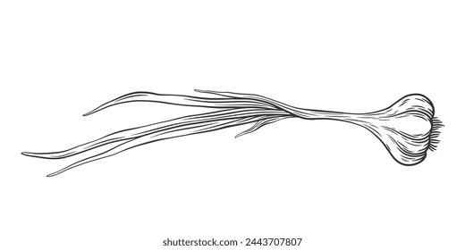 Vector outline garlic bulb with stem and leaves. Hand drawn sketch illustration of whole garlic. Healthy vegetable ingredient for cooking, condiment and spice.