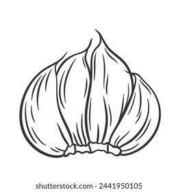 Vector outline garlic illustration. Garlic cloves wit peel. Garlic sketch. Spicy ingredient for cooking.