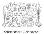 Vector outline garlic set. Hand drawn illustration of garlic bulbs, cloves, scapes, slices, chopped and whole garlic with leaves and stems. Collection of garlic design elements. 
