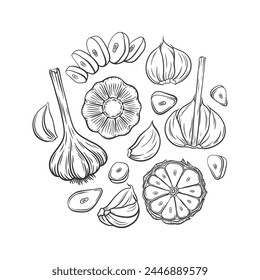 Vector outline garlic set. Hand drawn illustration of garlic heads, cloves, chopped and whole garlic bulb with leaves and stems. Collection of garlic design elements. Healthy vegetable