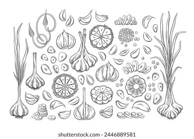 Vector outline garlic set. Hand drawn illustration of garlic bulbs, cloves, scapes, slices, chopped and whole garlic with leaves and stems. Collection of garlic design elements. 