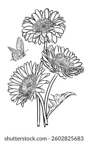 Vector outline of gerbera flower