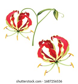 Flame Lily Images, Stock Photos & Vectors | Shutterstock