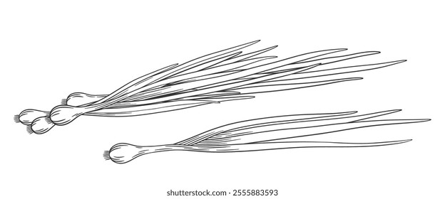 Vector outline green onion bunch with stem and leaves. Hand drawn sketch illustration of young onion. Healthy vegetable ingredient for cooking, condiment and spice.