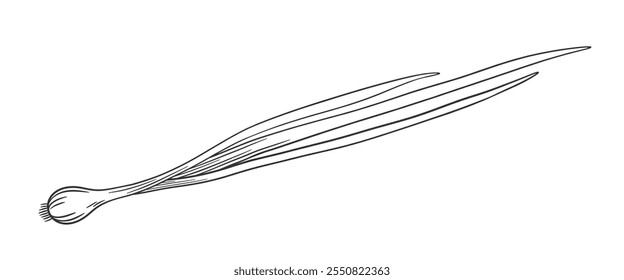 Vector outline green onion. Hand drawn sketch illustration of onion feathers. Onion isolated on white.