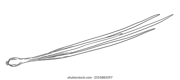 Vector outline green onion with stem and leaves. Hand drawn sketch illustration of onion. Healthy vegetable ingredient for cooking, condiment and spice.